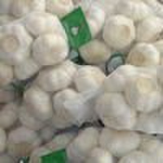 supply 2010 fresh garlic
