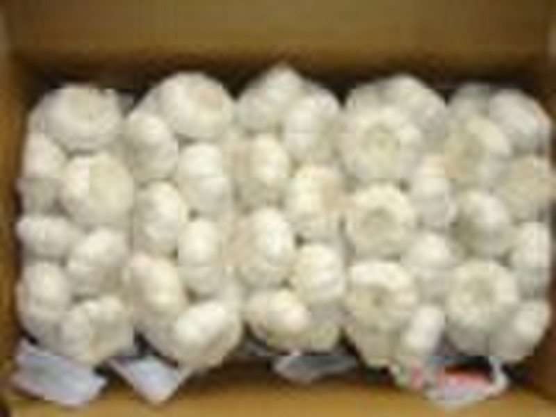 fresh pure white garlic