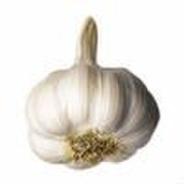 pure white garlic