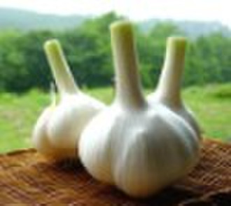 fresh garlic