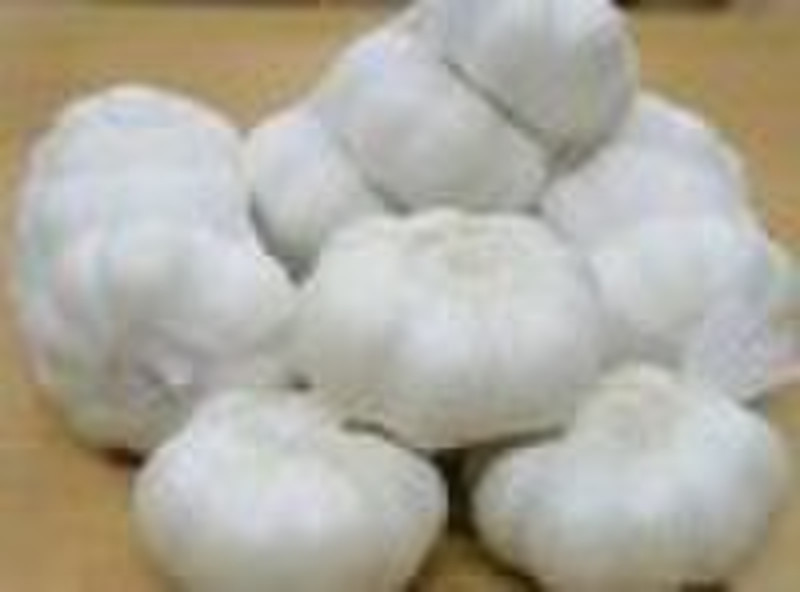 fresh white garlic