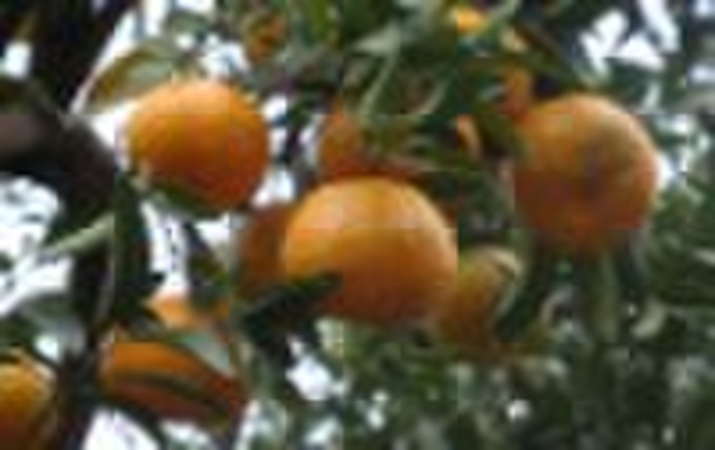 orange,mandarin,fresh fruit
