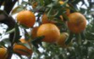 orange,mandarin,fresh fruit