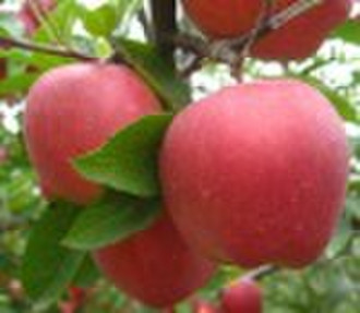 Fresh Fuji Apple
