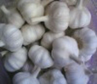 fresh white garlic