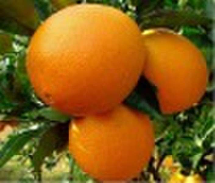 navel  orange