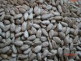 sunflower seeds kernel