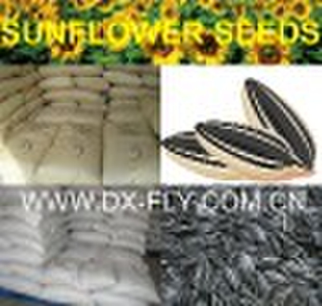 sunflower seeds 2010 Crop 5009 ; 909 ; 5135