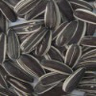 new crop sunflower seeds