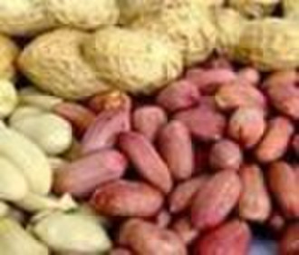 Chinese peanuts kernel