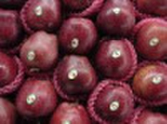 Perfect huaniu apple crop 2010