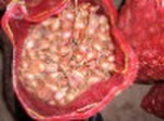 shallot