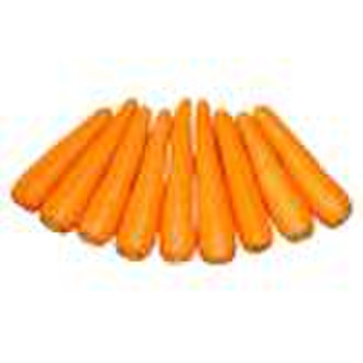 Fresh Carrot  CROP 2010