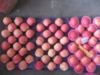 fresh fuji apple