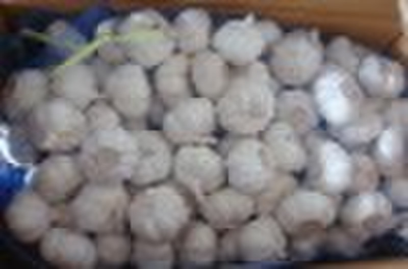 PURE WHITE GARLIC 5.0CM 10KG/BAG