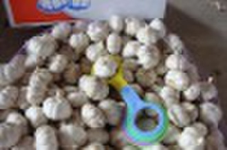 NORMAL WHITE GARLIC  5.0CM