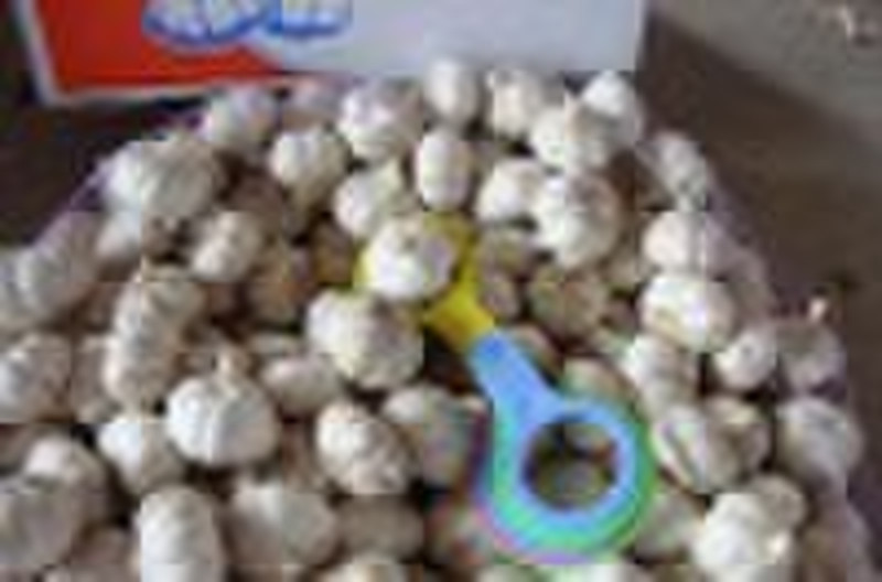 NORMAL WHITE GARLIC  5.0CM