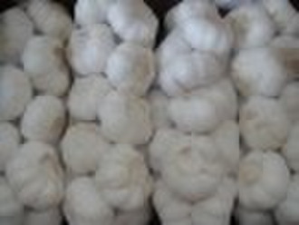 SNOW WHITE GARLIC NEW CROP