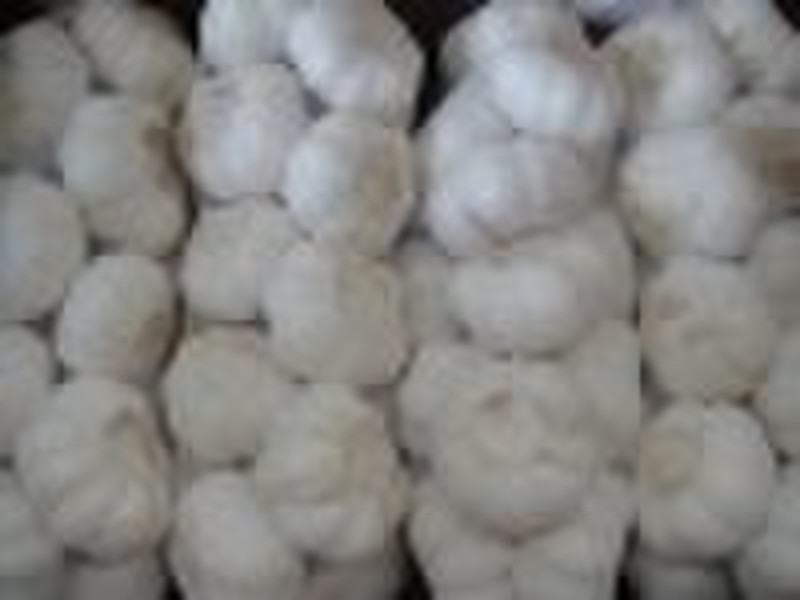 SNOW WHITE GARLIC NEW CROP