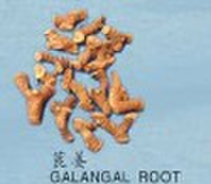 GALANGAL ROOTS