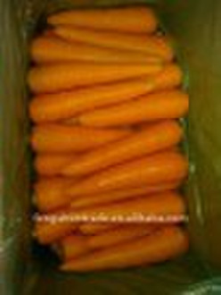 fresh carrot