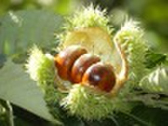 Crop 2010 Fresh Chinese Chestnuts