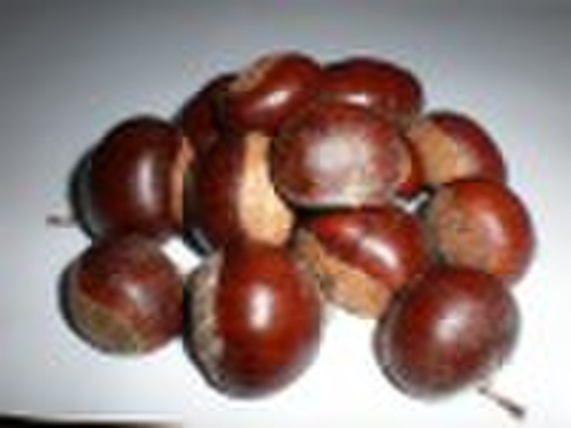 chestnut