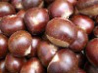 fresh chestnut