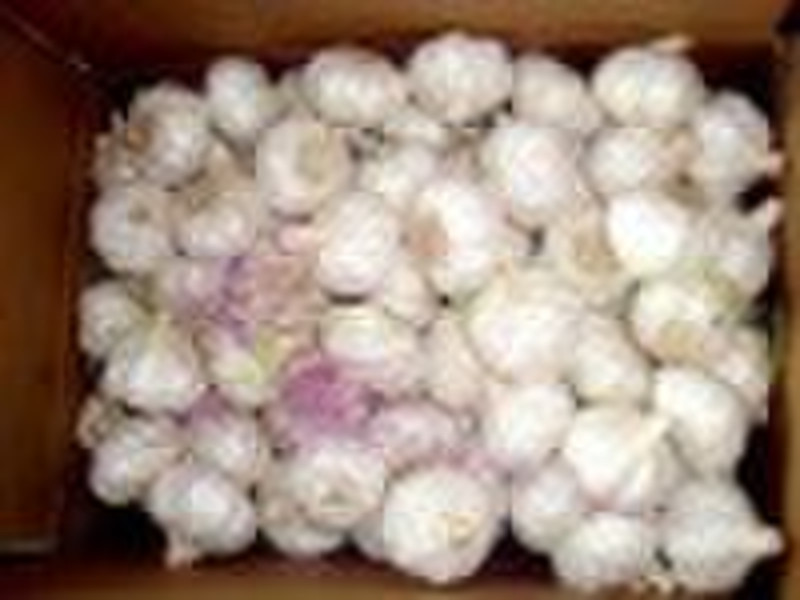 Pure white garlic