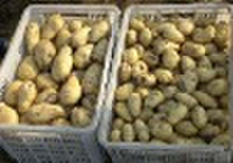 frischem Gemüse-Kartoffel-