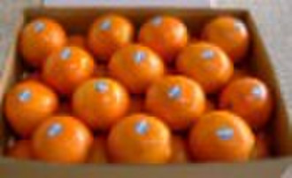 fresh navel orange