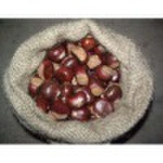 new crop chestnut