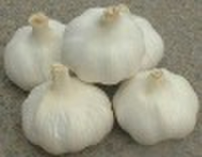 fresh garlic