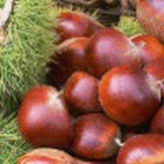 2010 fresh chestnuts