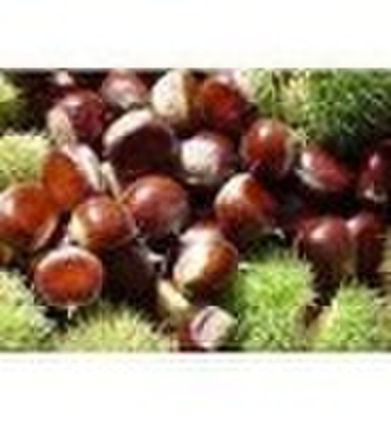 Chinese chestnut