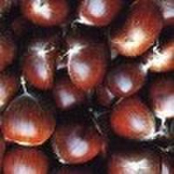 2010 Chinese chestnut