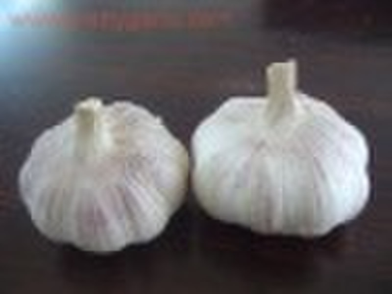 China Normal White Garlics