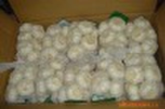 chinese fresh normal white garlic