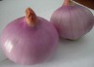 Fresh Red Onion