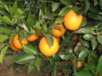 Navel Orange