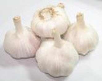 chinese garlic