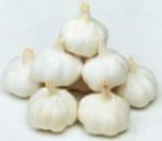 normal white  garlic