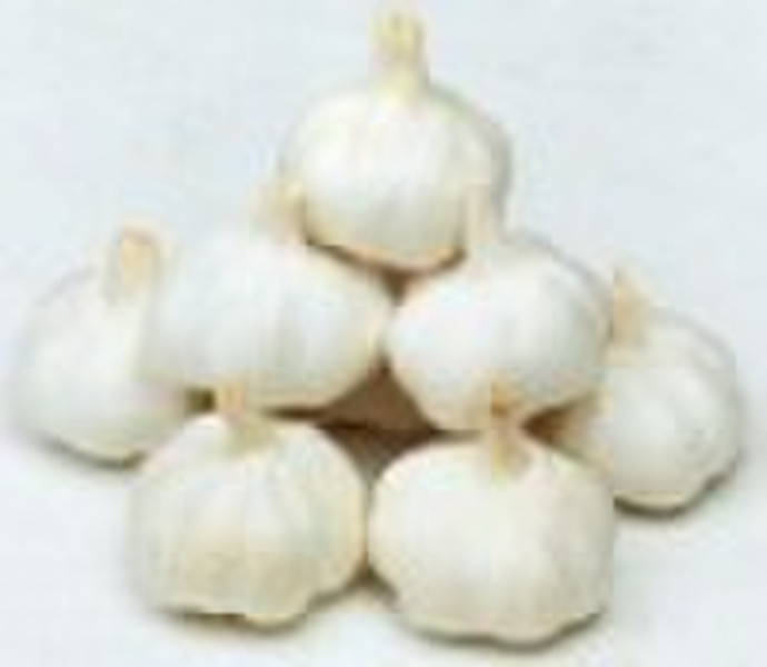 normal white  garlic