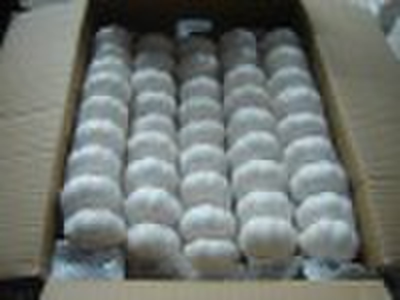 normal white  garlic