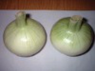 general white garlic