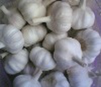 fresh garlic