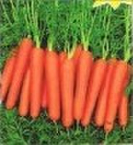 chinese fresh carrot