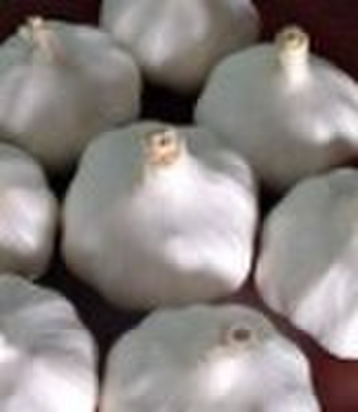 Fresh white garlic