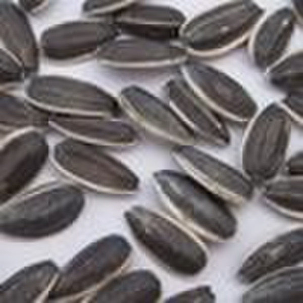 Amerikanischen Sunflower Seeds