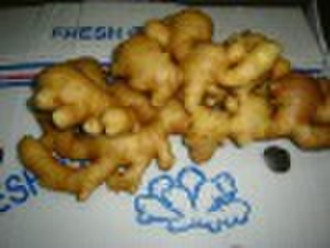 fresh normal ginger